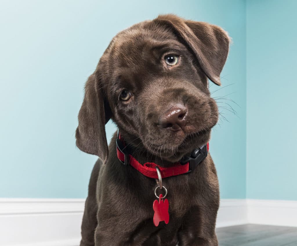A standing Chocolate Labrador Puppy with head tilted 8 weeks old Metro Continuing Education