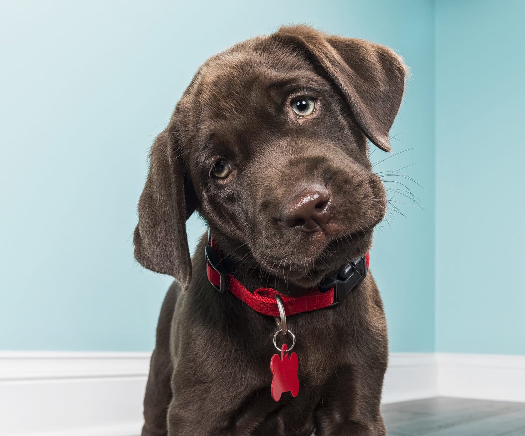 A standing Chocolate Labrador Puppy with head tilted 8 weeks old